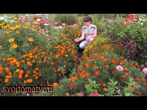 Varieties of marigolds: rejected, small-flowered, dwarf, tall, varieties of flowers with descriptions and photographs