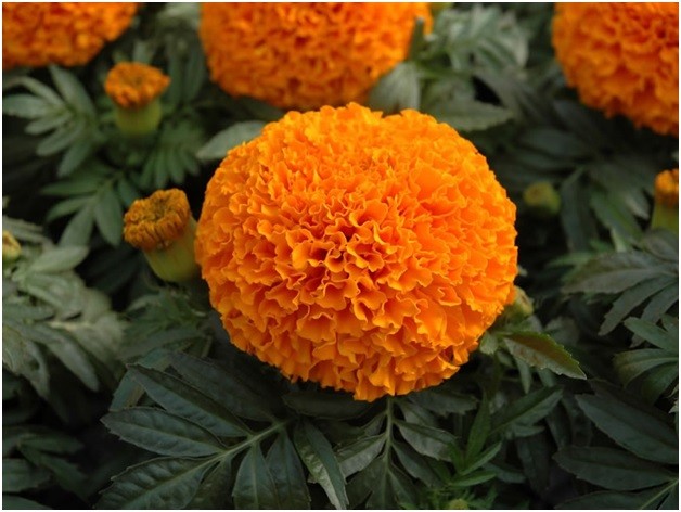 Varieties of marigolds: rejected, small-flowered, dwarf, tall, varieties of flowers with descriptions and photographs