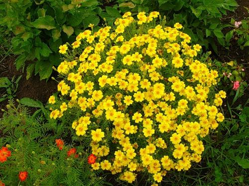 Varieties of marigolds: rejected, small-flowered, dwarf, tall, varieties of flowers with descriptions and photographs