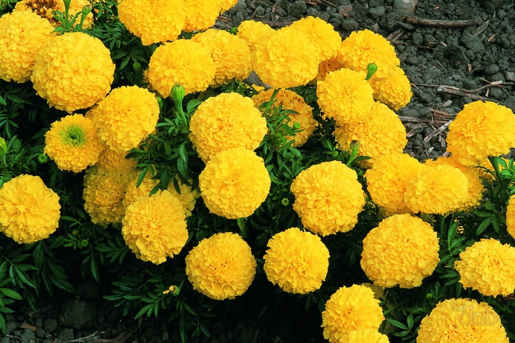 Varieties of marigolds: rejected, small-flowered, dwarf, tall, varieties of flowers with descriptions and photographs