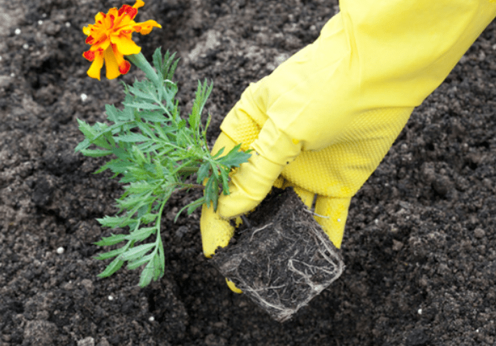 Varieties of marigolds: rejected, small-flowered, dwarf, tall, varieties of flowers with descriptions and photographs