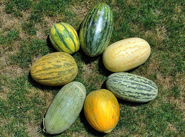 Varieties of melon from all over the world: reviews and descriptions