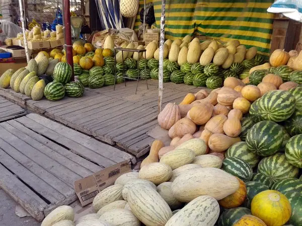 Varieties of melon from all over the world: reviews and descriptions