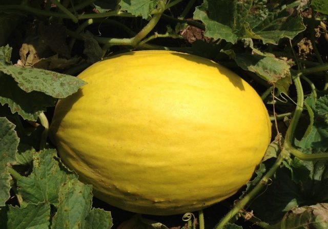 Varieties of melons: photos and names