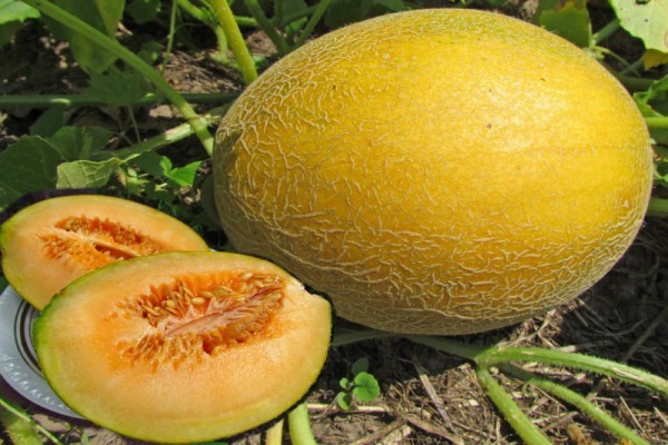 Varieties of melons: photos and names