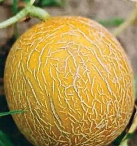 Varieties of melons: photos and names