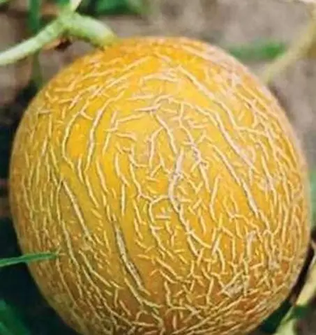 Varieties of melons: photos and names