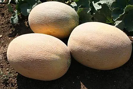 Varieties of melons: photos and names