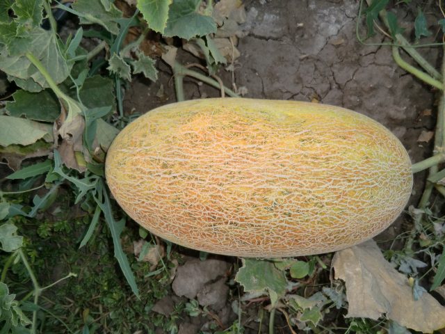 Varieties of melons: photos and names