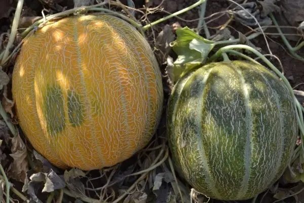 Varieties of melons: photos and names