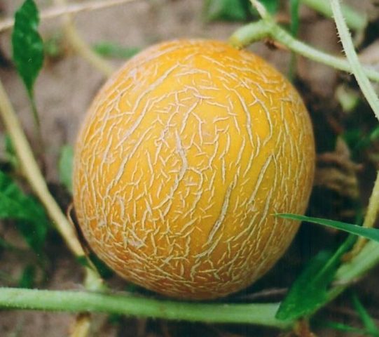 Varieties of melons: photos and names