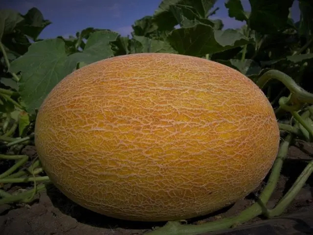 Varieties of melons: photos and names