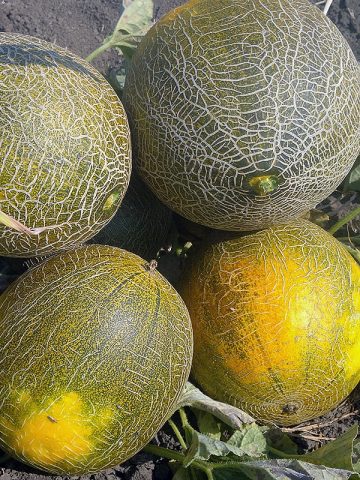 Varieties of melons: photos and names