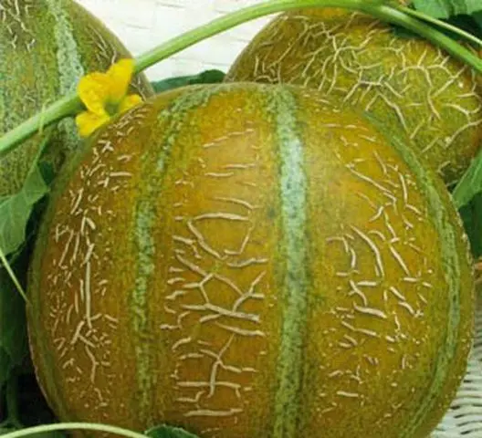 Varieties of melons: photos and names