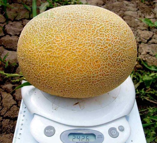 Varieties of melons: photos and names