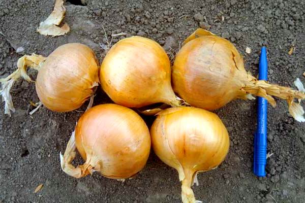 Varieties of onions: description and characteristics of classifications