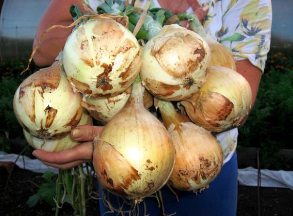 Varieties of onions: description and characteristics of classifications