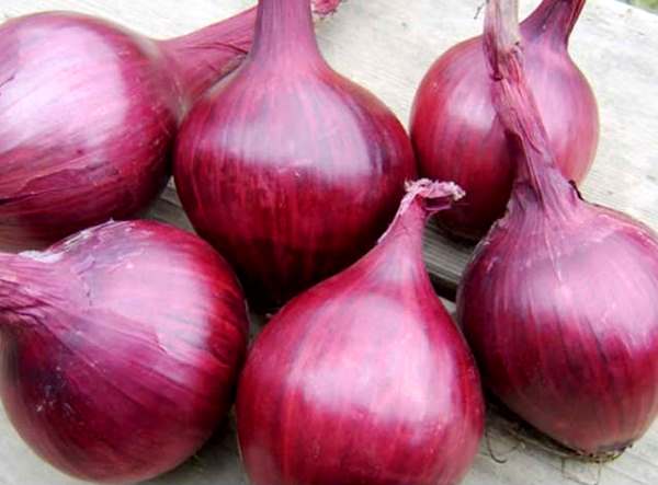 Varieties of onions: description and characteristics of classifications