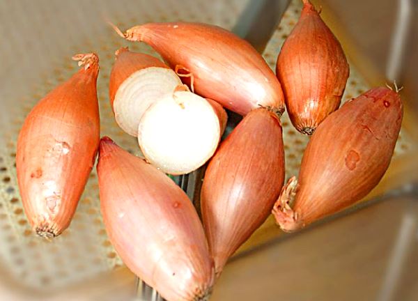 Varieties of onions: description and characteristics of classifications