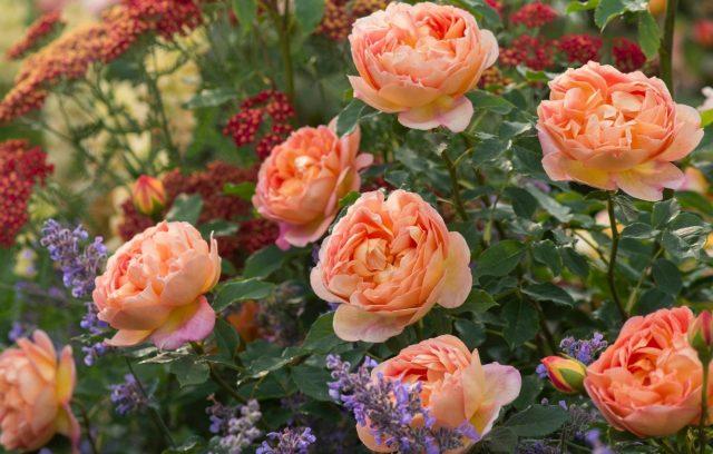 Varieties of orange roses: photos and names