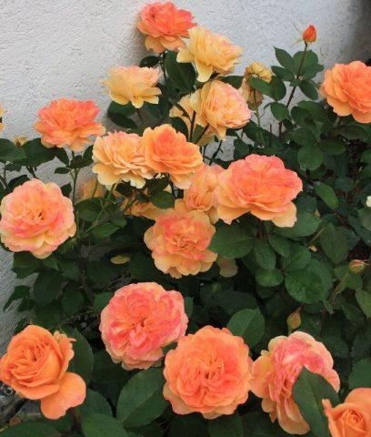 Varieties of orange roses: photos and names