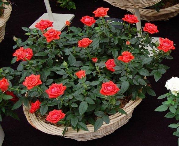 Varieties of orange roses: photos and names