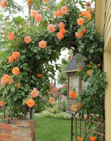 Varieties of orange roses: photos and names