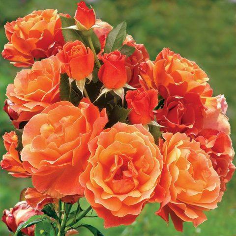 Varieties of orange roses: photos and names