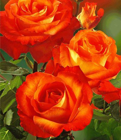 Varieties of orange roses: photos and names