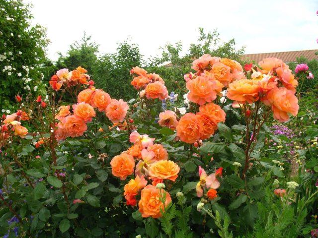 Varieties of orange roses: photos and names