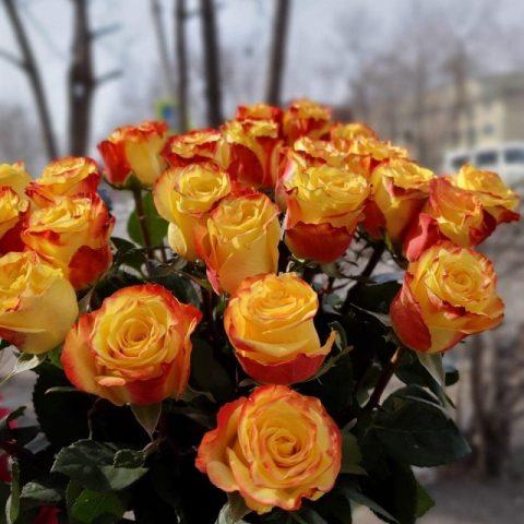 Varieties of orange roses: photos and names