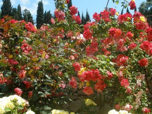 Varieties of orange roses: photos and names