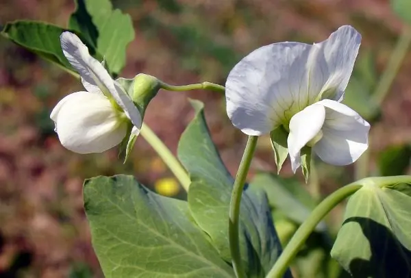 Varieties of peas, the best in taste and other characteristics