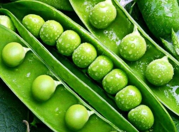 Varieties of peas, the best in taste and other characteristics