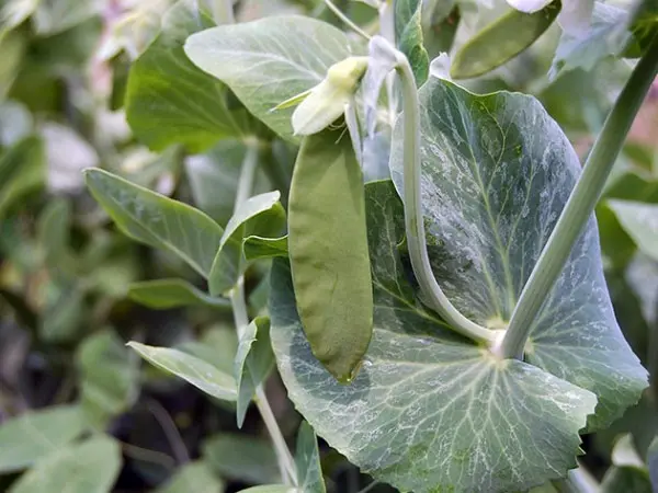 Varieties of peas, the best in taste and other characteristics