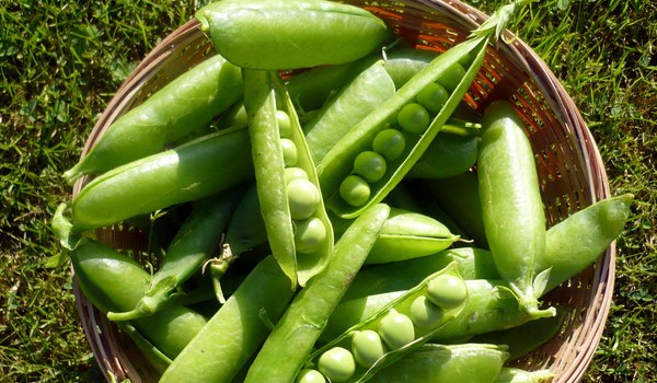 Varieties of peas, the best in taste and other characteristics