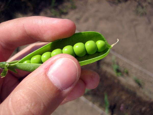 Varieties of peas, the best in taste and other characteristics