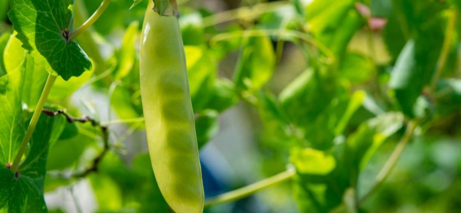 Varieties of peas, the best in taste and other characteristics