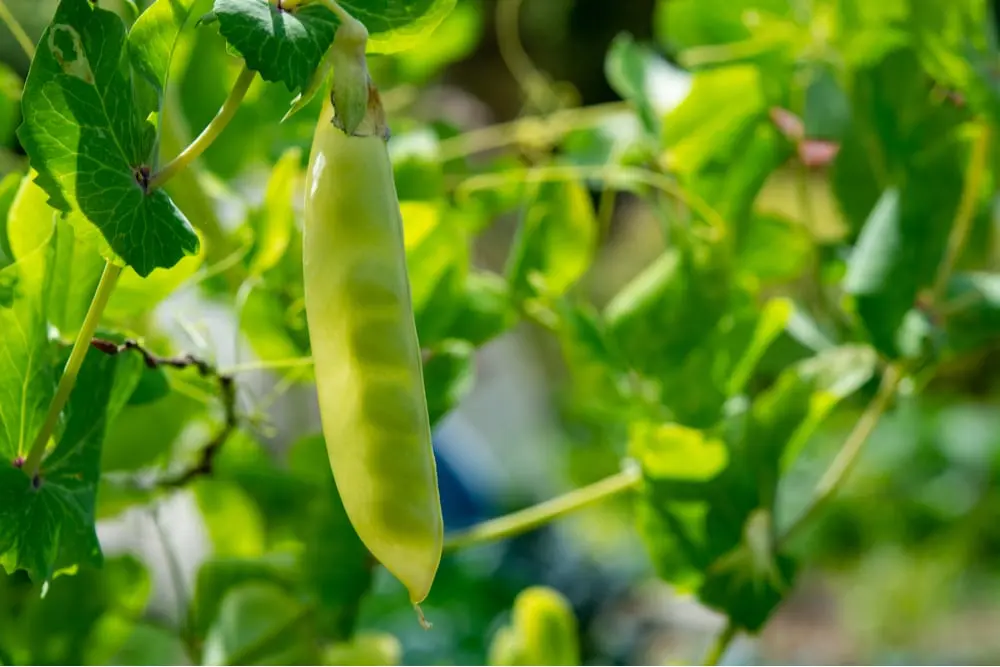 Varieties of peas, the best in taste and other characteristics