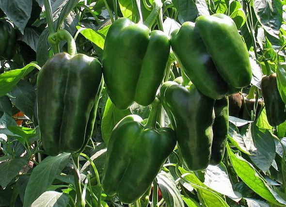 Varieties of pepper for open ground