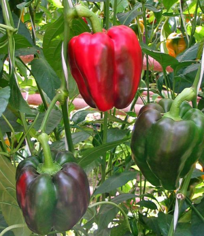 Varieties of pepper for open ground