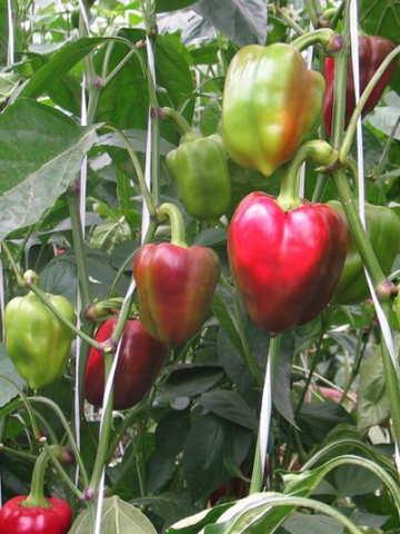 Varieties of pepper for open ground