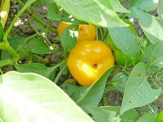 Varieties of pepper for open ground