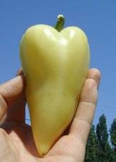 Varieties of pepper for open ground