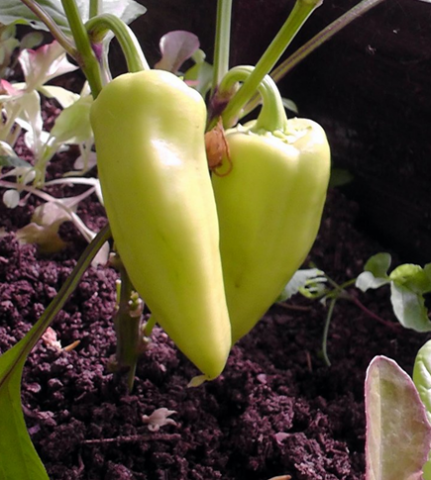 Varieties of pepper for open ground