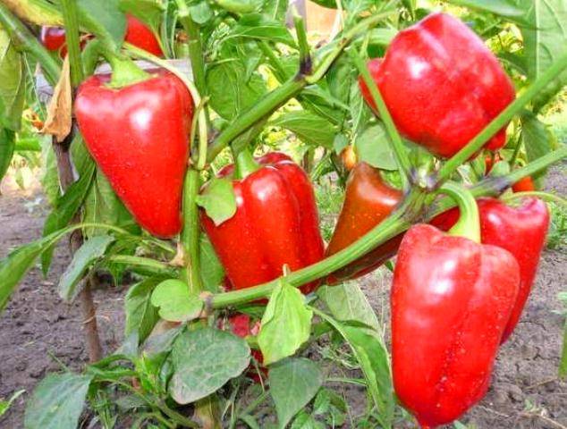 Varieties of pepper for open ground