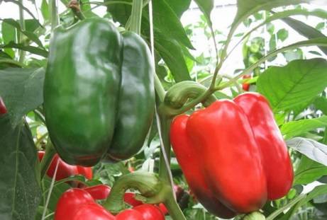 Varieties of pepper for open ground