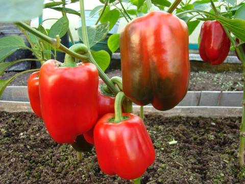 Varieties of pepper for stuffing