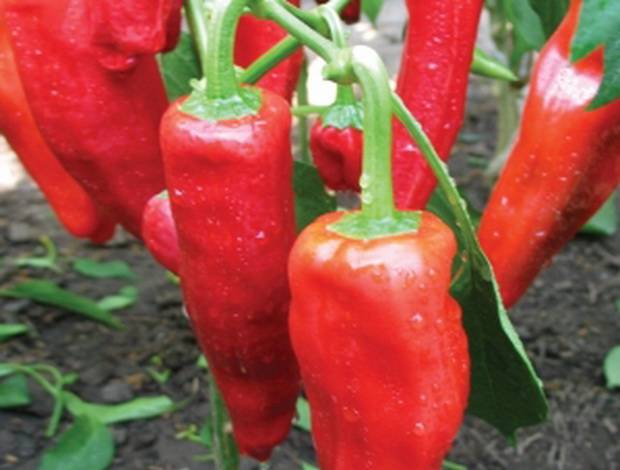 Varieties of pepper for stuffing