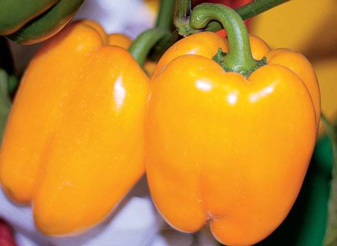 Varieties of pepper for stuffing